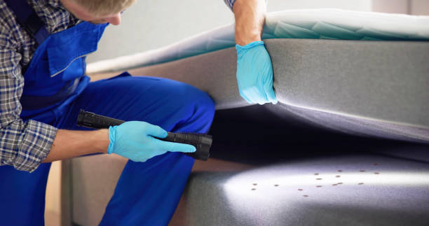 Wasp Removal Services in Patrick Springs, VA