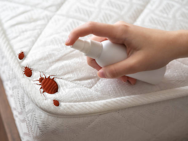 Best Residential Pest Control  in Patrick Springs, VA